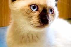 Unser Kater Flocke