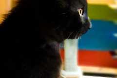 Unsere neue Katze Cookie
