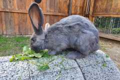 Unser Kaninchen Lola